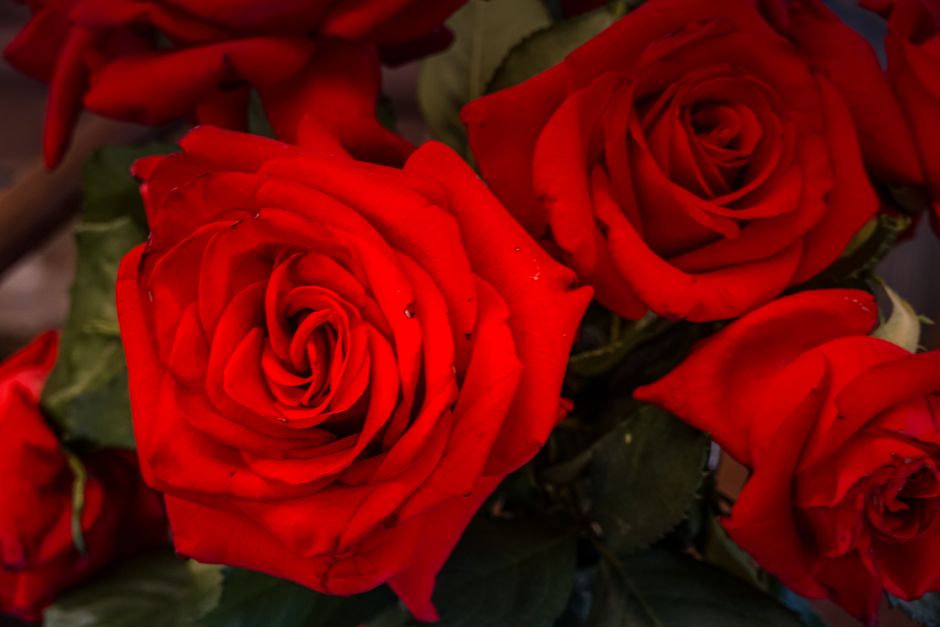 Roses rouges en bouquet, symbolisant l'amour et la passion dans la symbolique des fleurs.