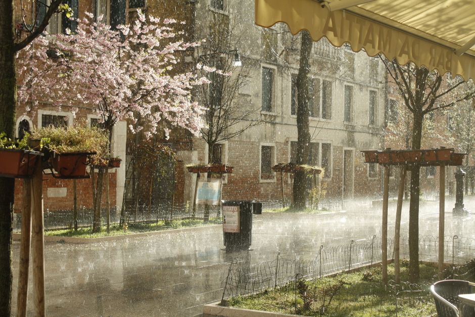 Pluie tombant sur une rue bordée d'arbres en fleurs, créant une ambiance paisible et rafraîchissante.