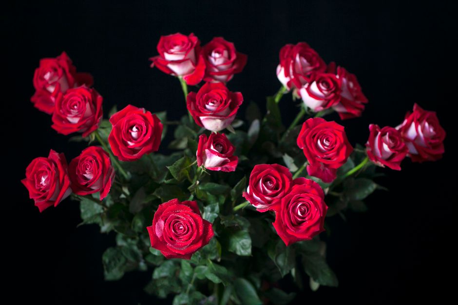 Bouquet de roses rouges en pleine floraison sur fond noir, symbolisant l'amour et la passion.
