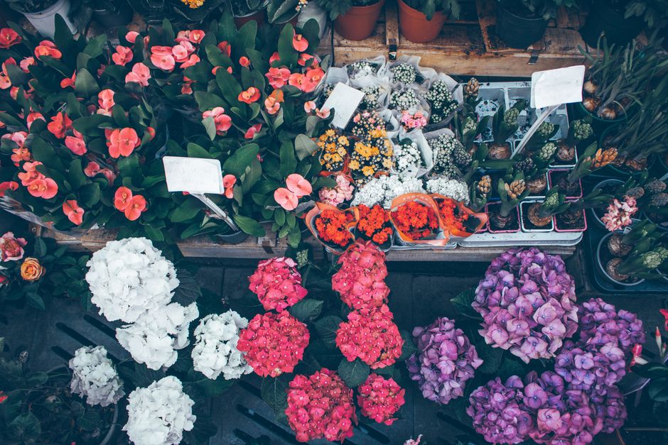 Vue aérienne d'un marché aux fleurs avec des plantes colorées, incluant des hortensias, des bégonias et des succulentes.