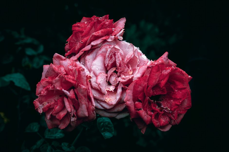 Roses roses et rouges avec des gouttes d'eau sur les pétales, symbolisant l'amour et la passion.