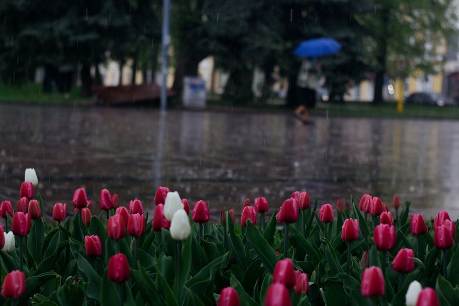 Tulipes roses et blanches en premier plan sous la pluie, avec une personne marchant sous un parapluie bleu en arrière-plan.